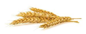 po10_wheat_3039701g