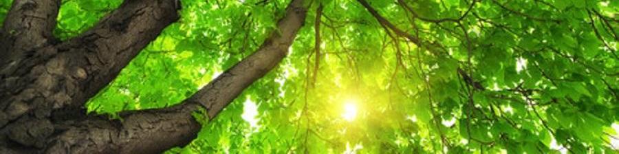 solaris-in-action-plant_a_tree1