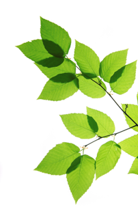 leaf